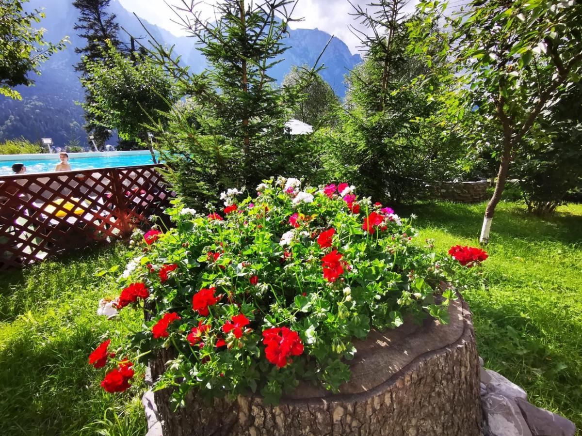 Vila Alunis Buşteni Esterno foto